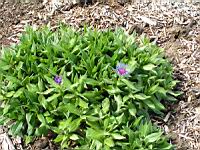 Centaurea montana (fam Composees) (Europe centre et sud) (1) (Photo F. Mrugala)